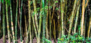 Is Bamboe Kleding Duurzaam? Zo Milieuvriendelijk is Bamboe!