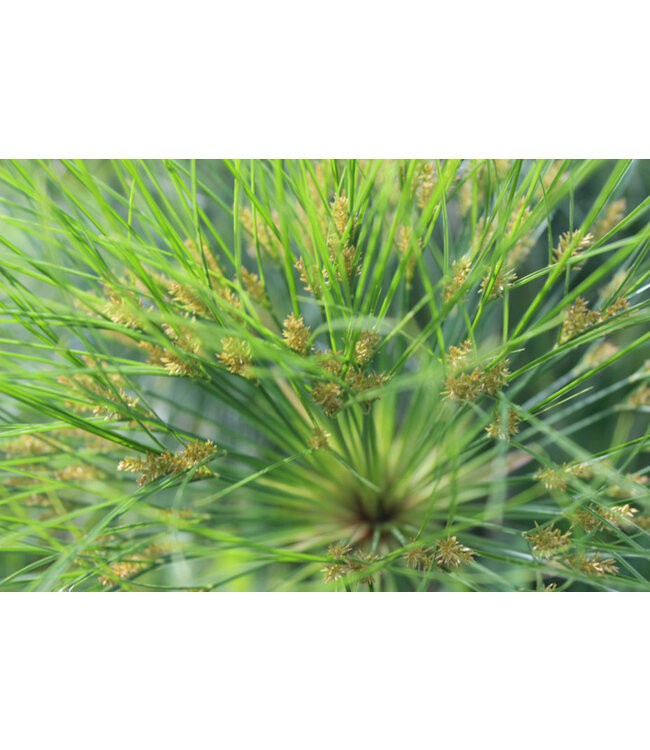 WERFZEEP •• Botanische Tuinenzeep - mirte & papyrus from De Groene Knoop