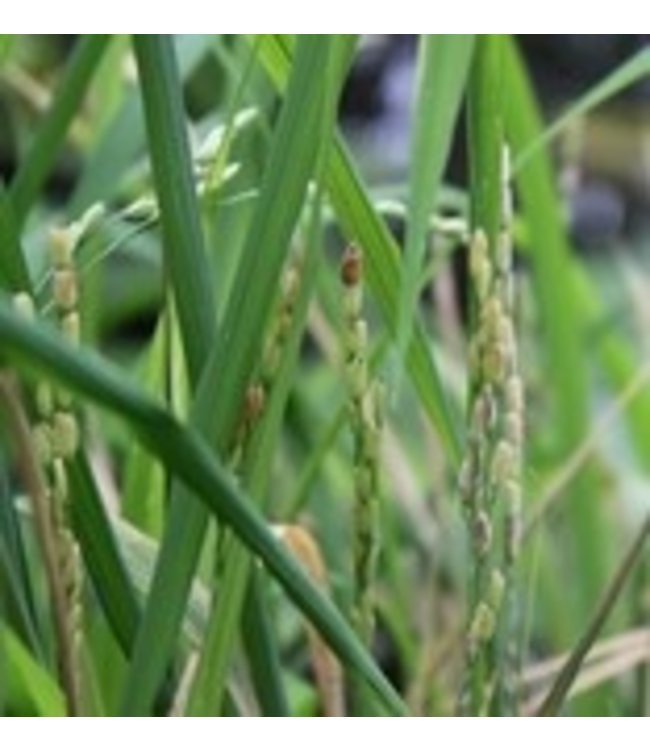 WERFZEEP Oryza from De Groene Knoop