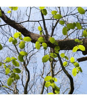 WERFZEEP Boszeep from De Groene Knoop