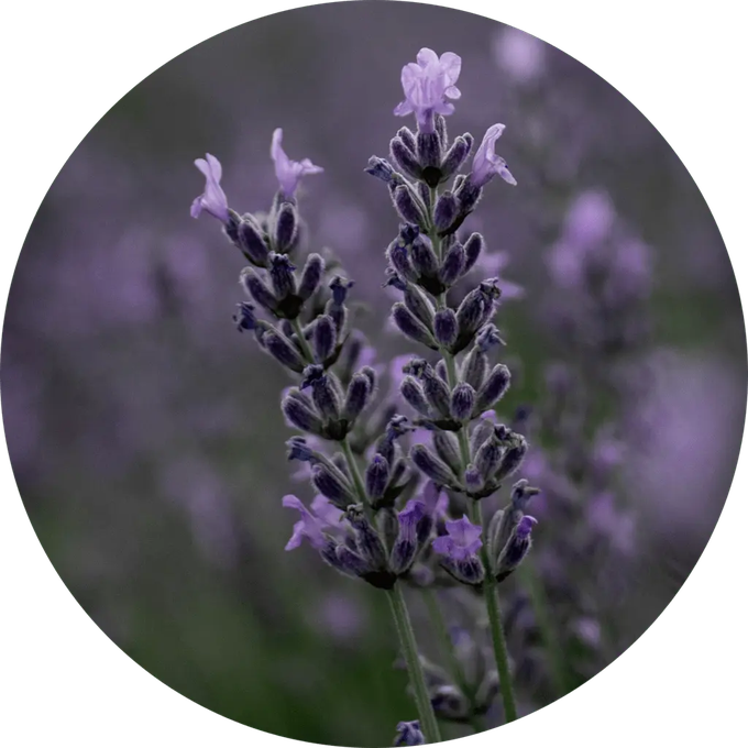 Reines Lavendelwasser für das Gesicht from Skin Matter