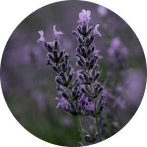 Reines Lavendelwasser für das Gesicht from Skin Matter