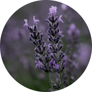 Calming Lavender Spray from Skin Matter