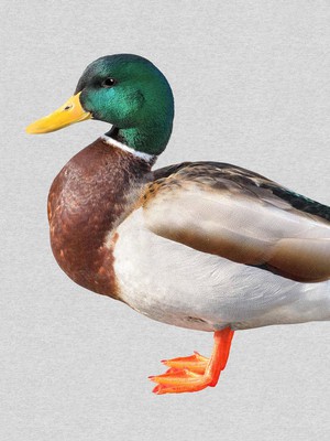 Quack! Sweater Kinderen from SNURK