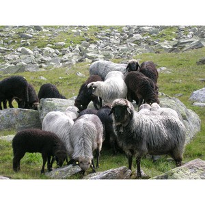 Wolvilten huisschoenen TIROLER STEINSCHAF, taupe from Waschbär