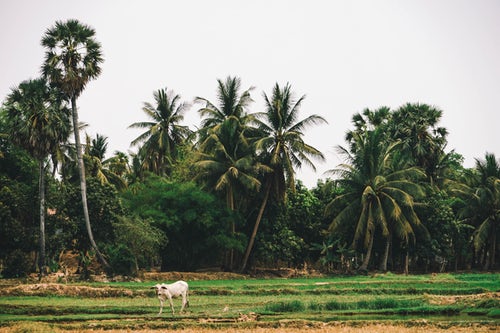 Een bezoek aan een Cambodjaans weversdorp