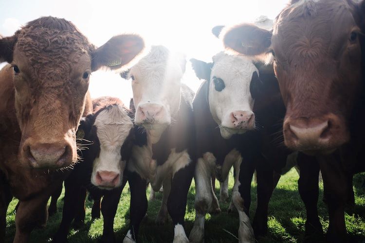Vegan sales kleding dames